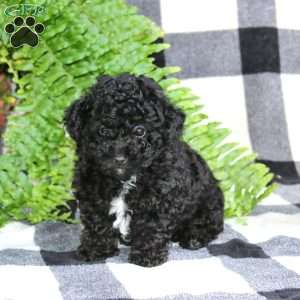 Andy, Miniature Poodle Mix Puppy