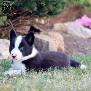 Andy, Border Collie Puppy