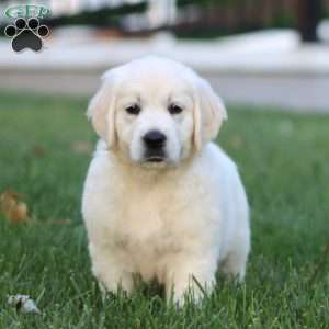 Andy, English Cream Golden Retriever Puppy