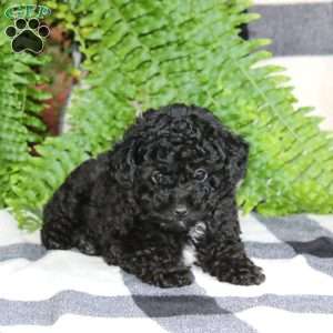 Andy, Miniature Poodle Mix Puppy