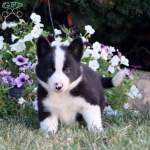 Andy, Border Collie Puppy