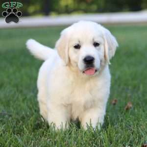 Andy, English Cream Golden Retriever Puppy