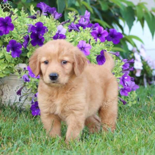 Angela, Golden Retriever Puppy