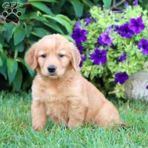 Angela, Golden Retriever Puppy
