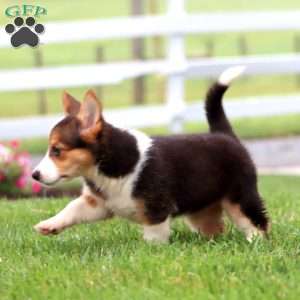 Angela, German Shepherd Mix Puppy