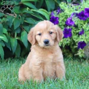 Angela, Golden Retriever Puppy