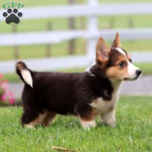 Angela, German Shepherd Mix Puppy