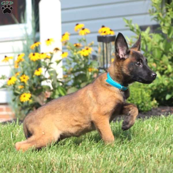 Angie, Belgian Malinois Puppy