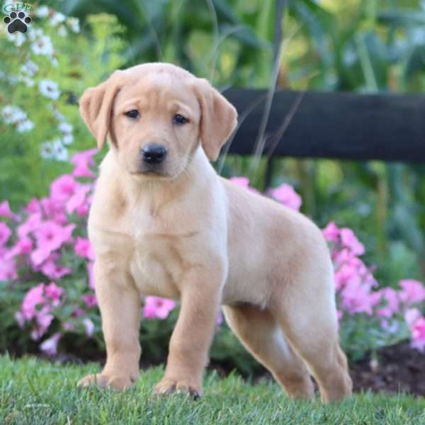 Angie, Yellow Labrador Retriever Puppy
