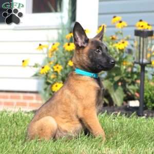 Angie, Belgian Malinois Puppy