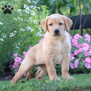Angie, Yellow Labrador Retriever Puppy
