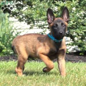 Angie, Belgian Malinois Puppy