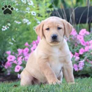 Angie, Yellow Labrador Retriever Puppy