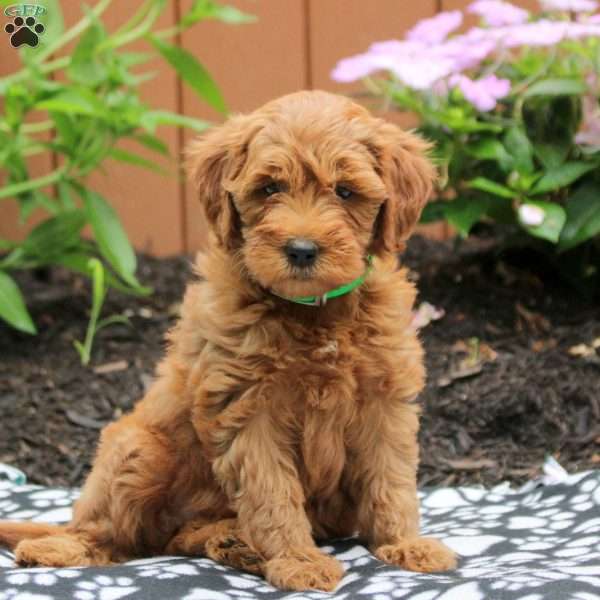 Anna, Mini Goldendoodle Puppy