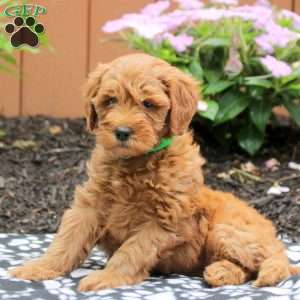 Anna, Mini Goldendoodle Puppy