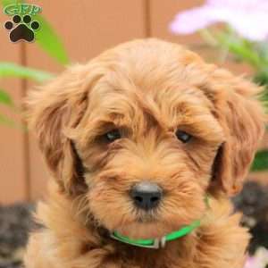 Anna, Mini Goldendoodle Puppy