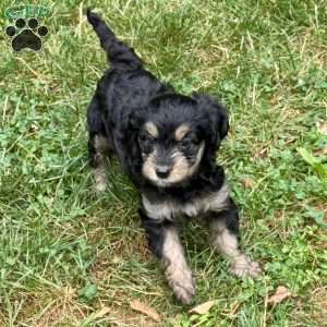 Annie, Mini Bernedoodle Puppy