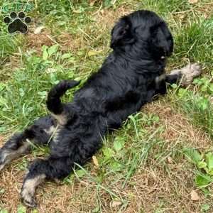 Annie, Mini Bernedoodle Puppy