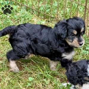 Annie, Mini Bernedoodle Puppy
