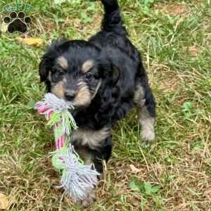 Annie, Mini Bernedoodle Puppy