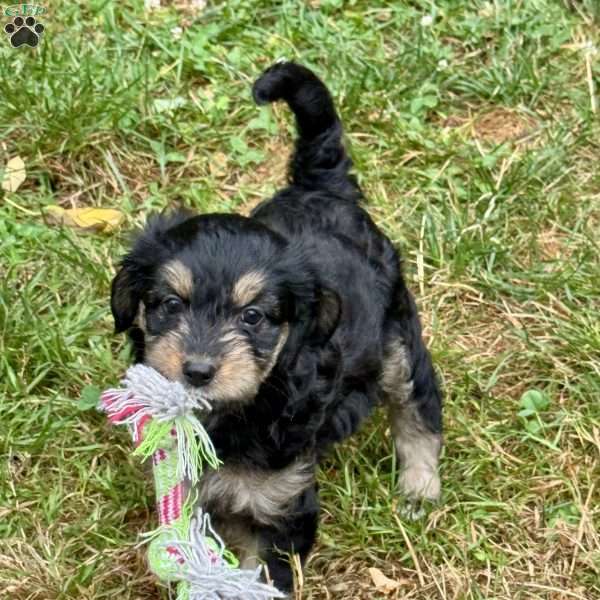 Annie, Mini Bernedoodle Puppy
