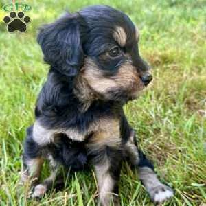 Annie, Mini Bernedoodle Puppy