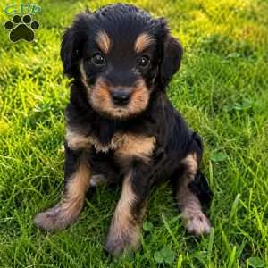 Annie, Mini Bernedoodle Puppy