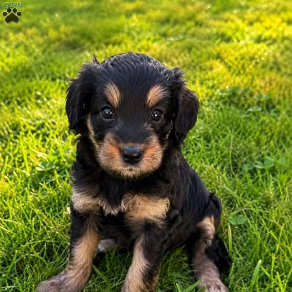 Annie, Mini Bernedoodle Puppy