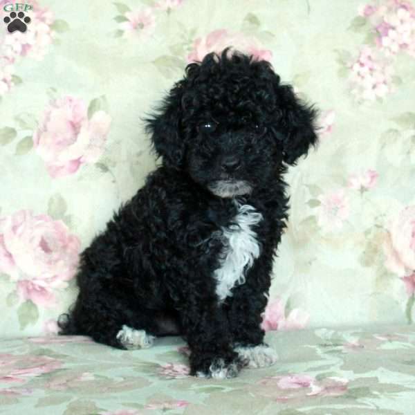 Ansel, Toy Poodle Puppy