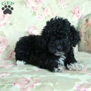Ansel, Toy Poodle Puppy