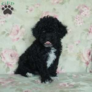 Ansel, Toy Poodle Puppy