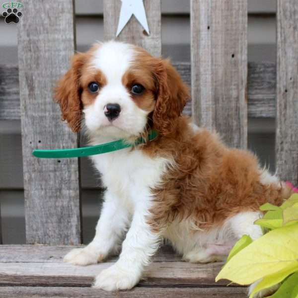 Anthony, Cavalier King Charles Spaniel Puppy