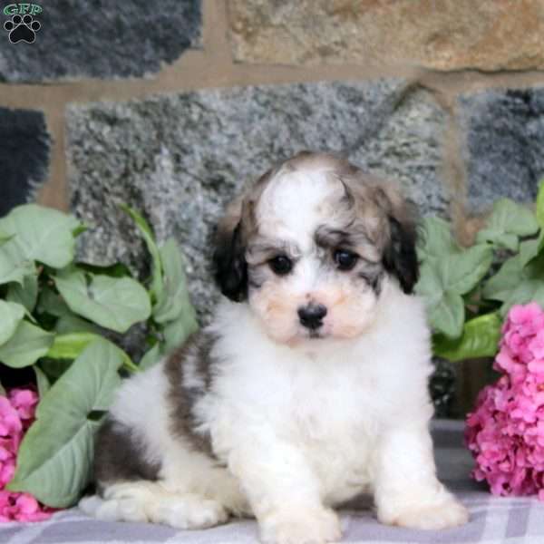 Anthony, Havachon Puppy