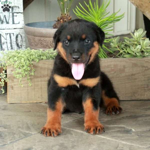 Apollo, Rottweiler Puppy