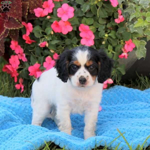 Apollo, Miniature Poodle Mix Puppy