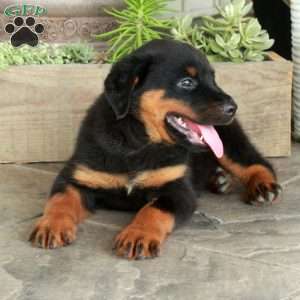 Apollo, Rottweiler Puppy