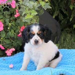 Apollo, Miniature Poodle Mix Puppy