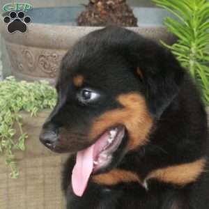 Apollo, Rottweiler Puppy