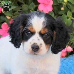 Apollo, Miniature Poodle Mix Puppy