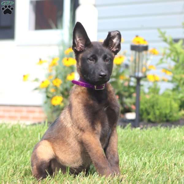 April, Belgian Malinois Puppy