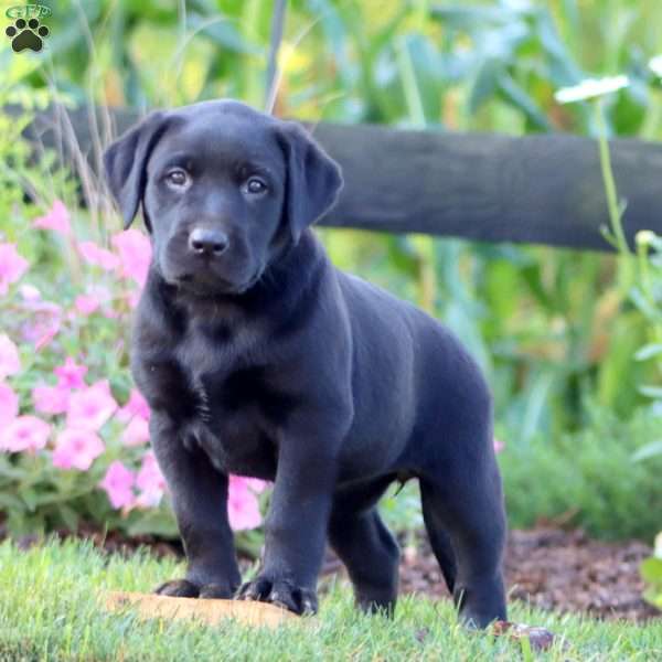April, Black Labrador Retriever Puppy