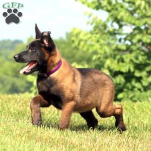 April, Belgian Malinois Puppy