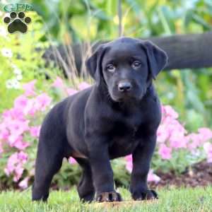 April, Black Labrador Retriever Puppy