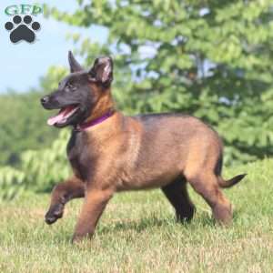 April, Belgian Malinois Puppy