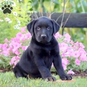 April, Black Labrador Retriever Puppy
