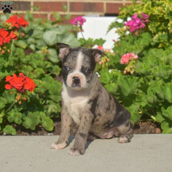 Arabella, Boston Terrier Puppy