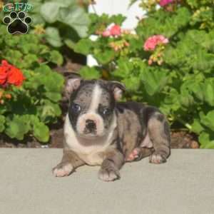 Arabella, Boston Terrier Puppy