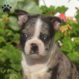 Arabella, Boston Terrier Puppy