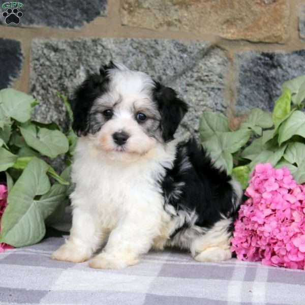 Archie, Havachon Puppy