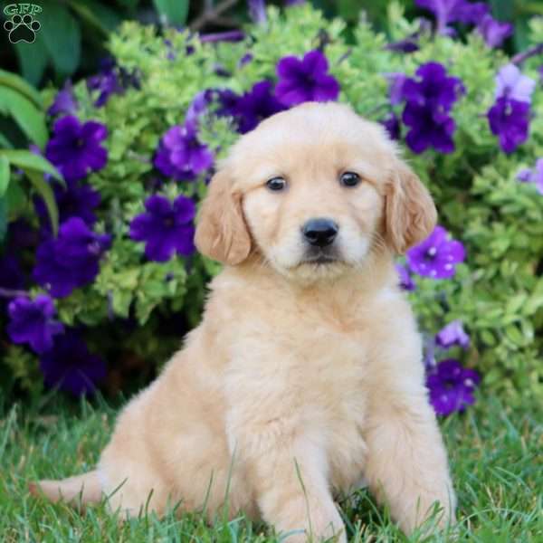 Archie, Golden Retriever Puppy
